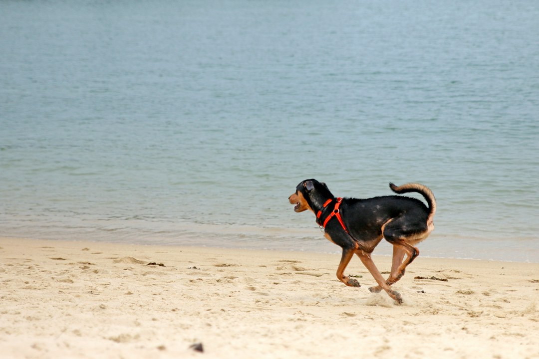 A dog sprinting along the shoreline
