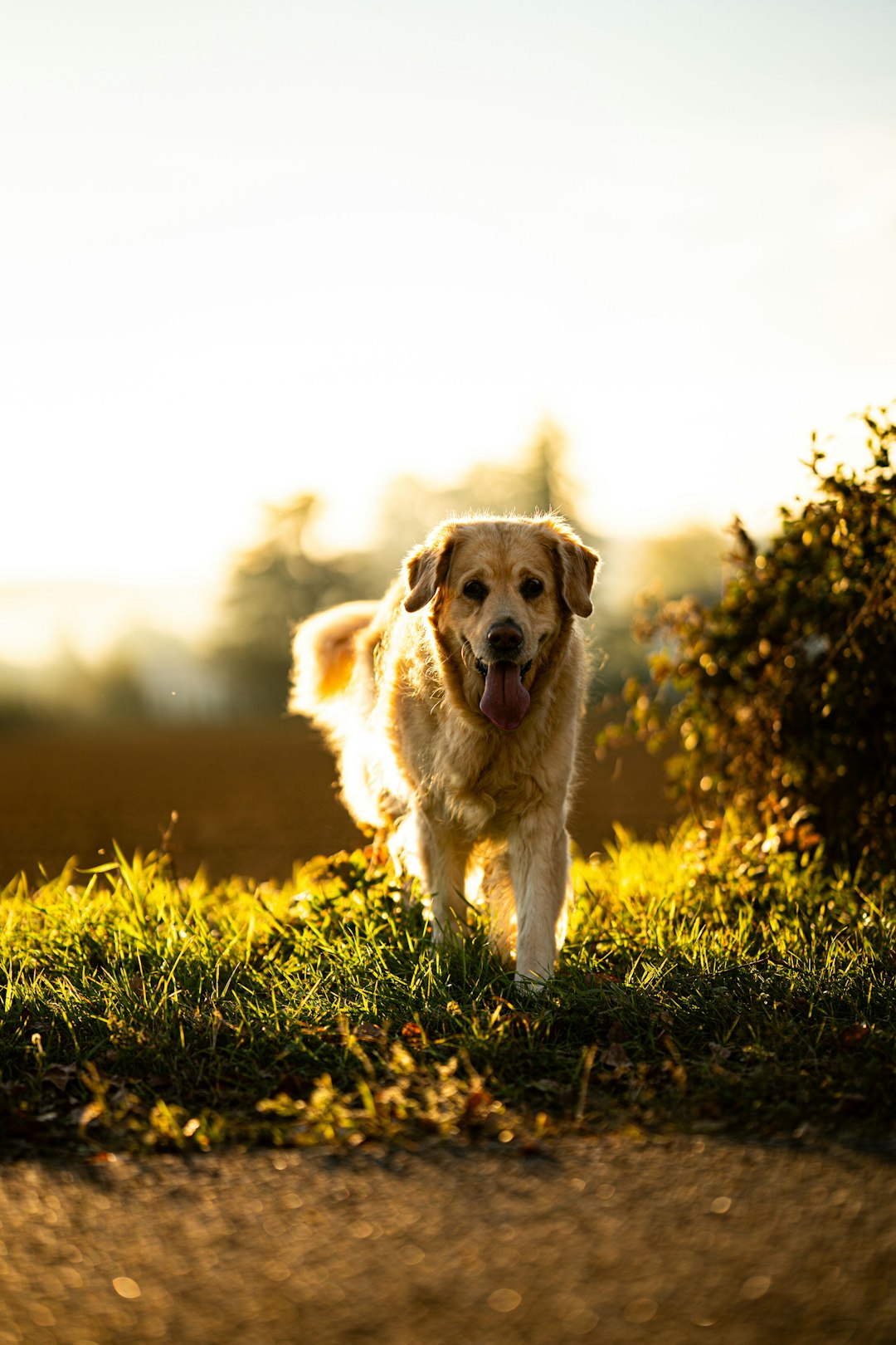 A golden retriever glowing in evening sunlight