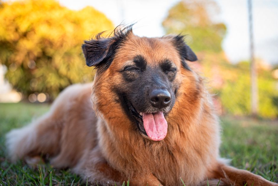 A brown dog relaxing contentedly outdoors