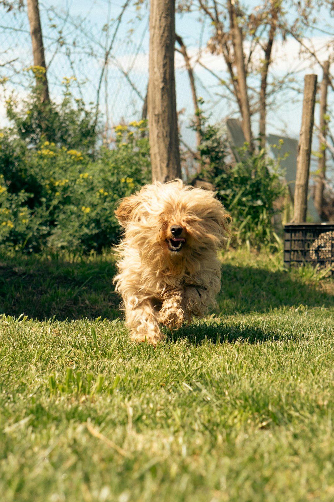 A fluffy dog bounding across a green lawn