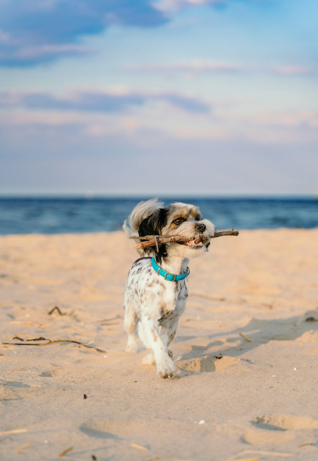 A dog enjoying the sand on a bright day