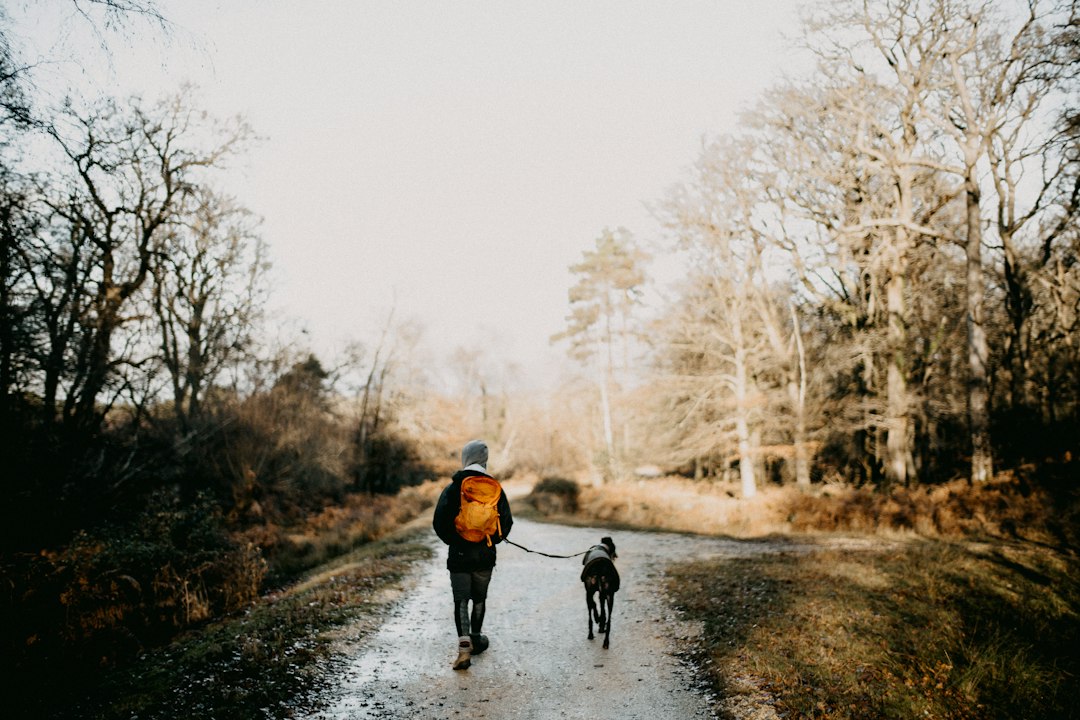 A person walking their dog down a quiet woodland path
